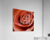 Resilient Rose Acrylic Print