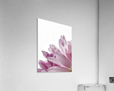 Passion For Pink Acrylic Print