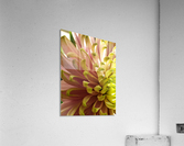 Million Dollar Mum Acrylic Print