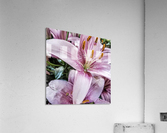 Lilies for Days Acrylic Print