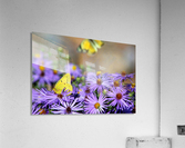 Lavender Lovelies  Acrylic Print