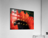 Silky Sunflower Acrylic Print