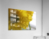 Darling Daisys Acrylic Print