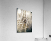Wishful Thinking I Acrylic Print