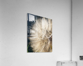 Wishful Thinking III Acrylic Print