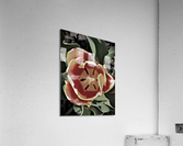 Hello Spring Tulip Acrylic Print