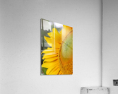 Hello Sunshine Acrylic Print