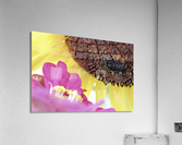 Flower Conversations Acrylic Print