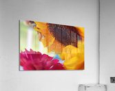 Gossiping Flowers Acrylic Print