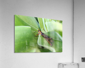 Hiding Grasshopper Acrylic Print