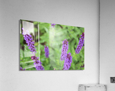 Hoverfly on Sage Acrylic Print