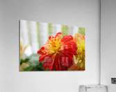 Fireball Flower II Acrylic Print