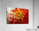 Fireball Flower Acrylic Print