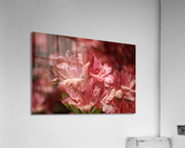 Azaleas I Acrylic Print