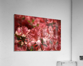 Azaleas II Acrylic Print