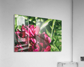 Pretty Pleasing Peonies II Acrylic Print