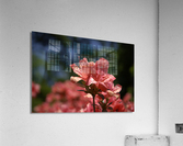 Azalea Above All Acrylic Print