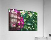 Pretty Pleasing Peonies III Acrylic Print