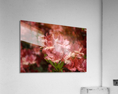 Azaleas III Acrylic Print