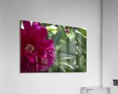 Pretty Pleasing Peony  Acrylic Print
