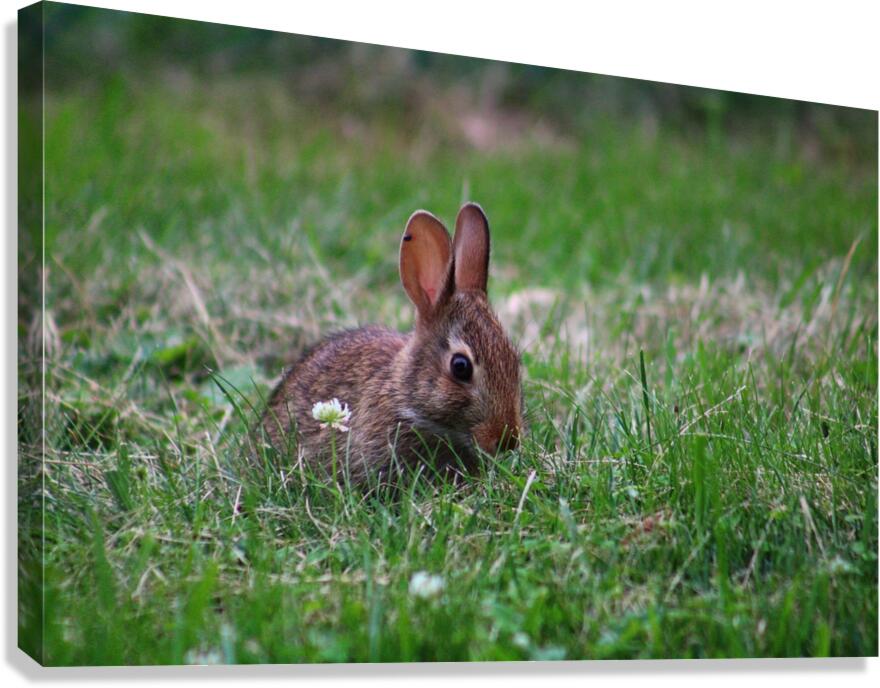Bunny Bloom III Canvas Print