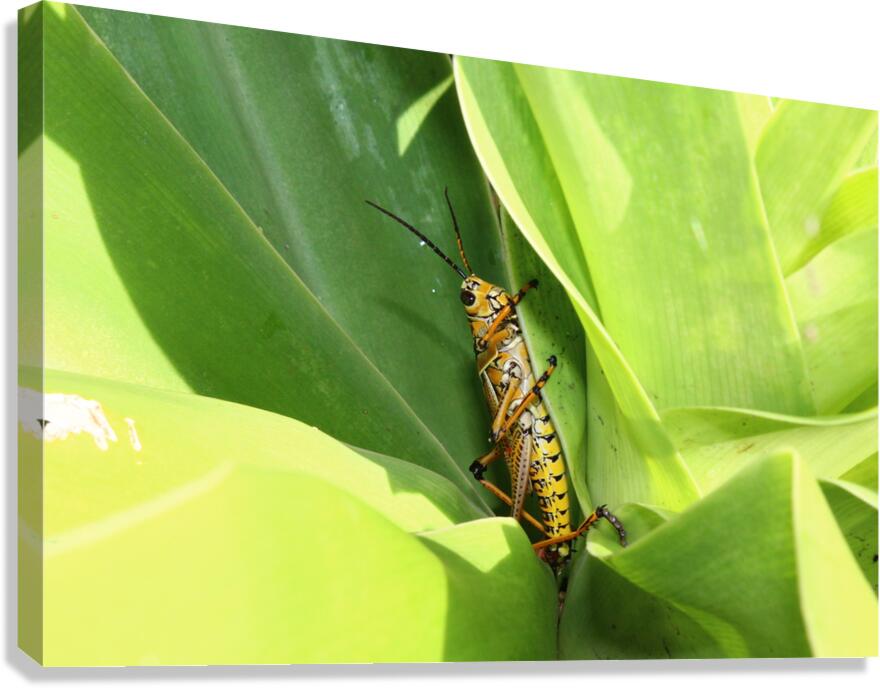 Hiding Grasshopper II Canvas Print