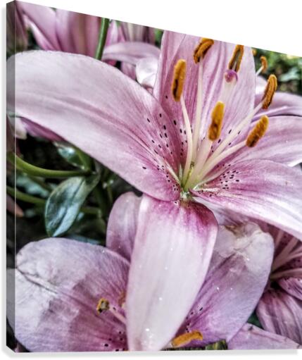Lilies for Days Canvas Print