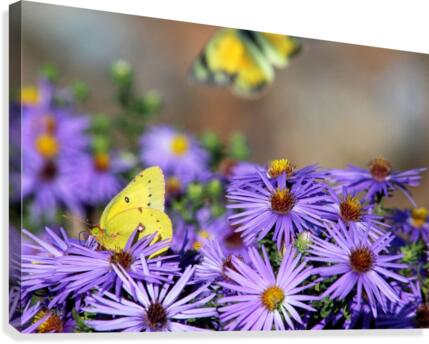 Lavender Lovelies  Canvas Print
