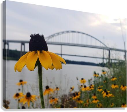 Susans By The Bridge Canvas Print