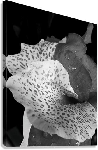 Canna Hybrid Canvas Print