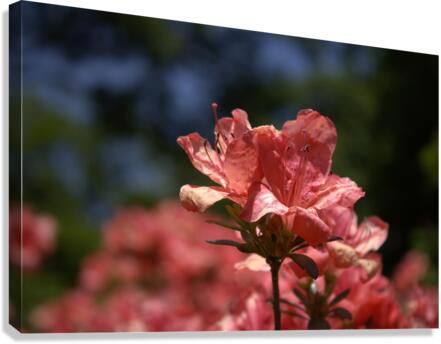Azalea Above All Canvas Print
