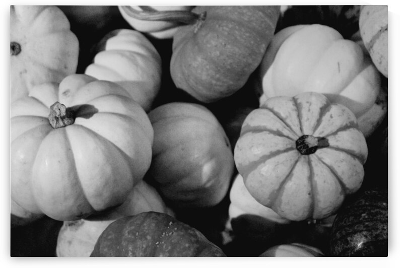 Gourds Galore by Nina Haman Art Photography