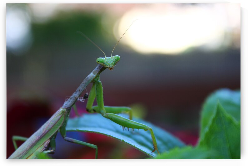 Posing Praying Mantis II by Nina Haman Art Photography