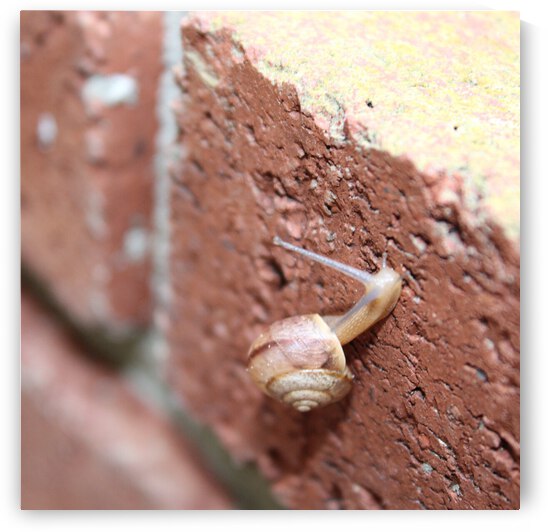 Snail Scaling The Wall by Nina Haman Art Photography