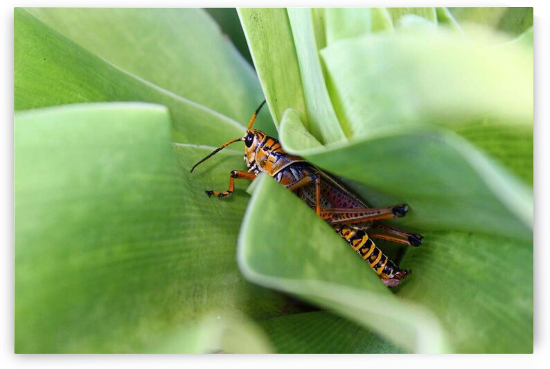 Hiding Grasshopper by Nina Haman Art Photography