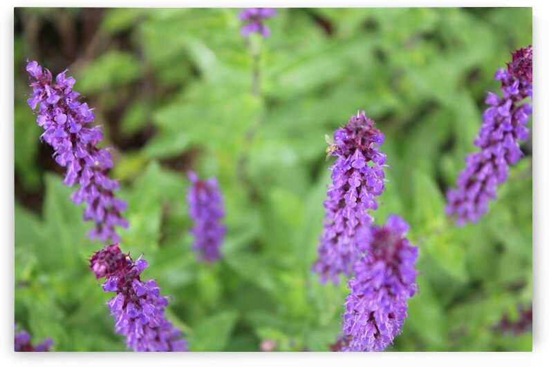 Hoverfly on Sage by Nina Haman Art Photography