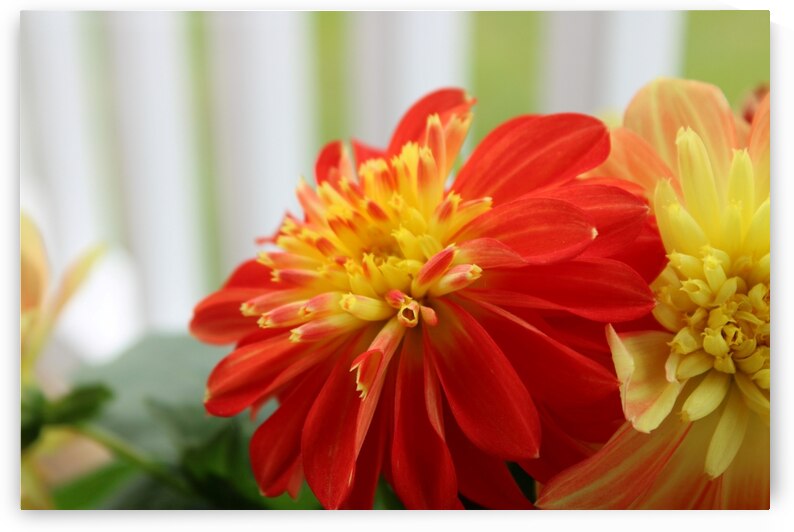Fireball Flower II by Nina Haman Art Photography