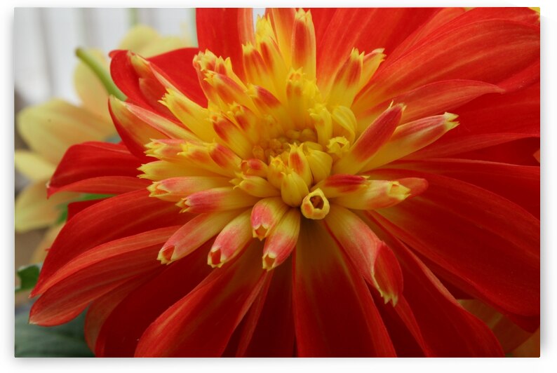 Fireball Flower by Nina Haman Art Photography