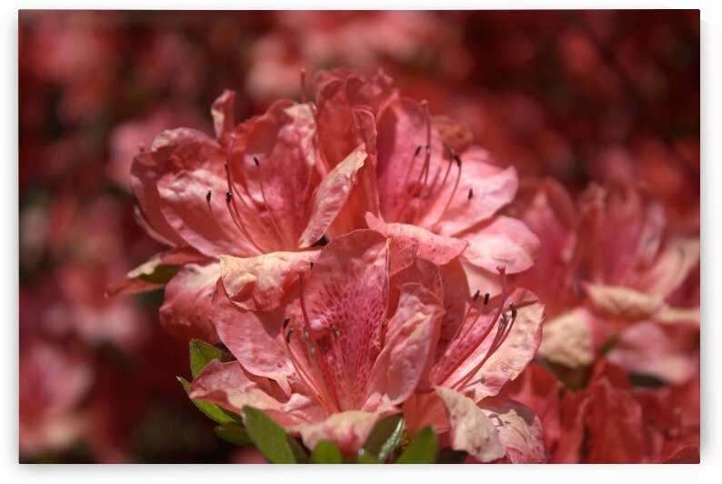 Azaleas I by Nina Haman Art Photography