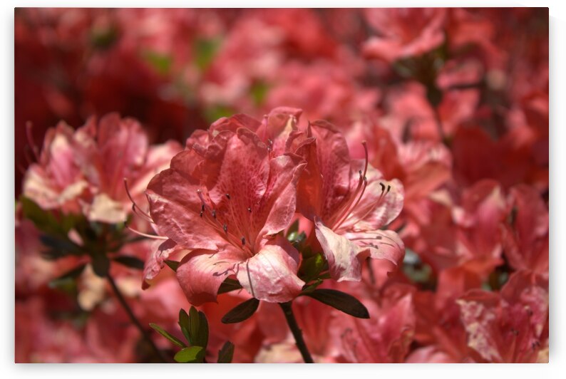 Azaleas II by Nina Haman Art Photography