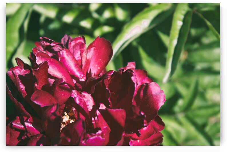 Pretty Pleasing Peonies II by Nina Haman Art Photography