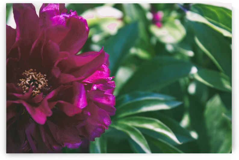 Pretty Pleasing Peonies III by Nina Haman Art Photography