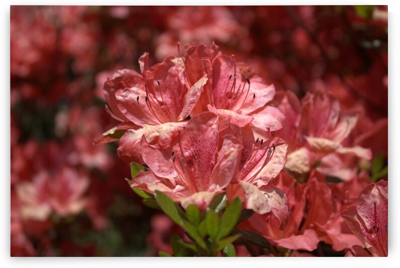 Azaleas III by Nina Haman Art Photography
