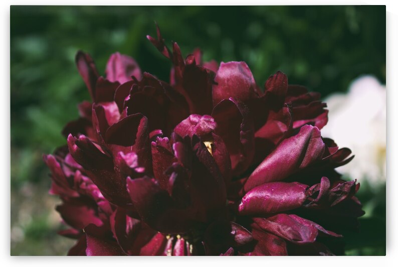 Pretty Pleasing Peonies I by Nina Haman Art Photography