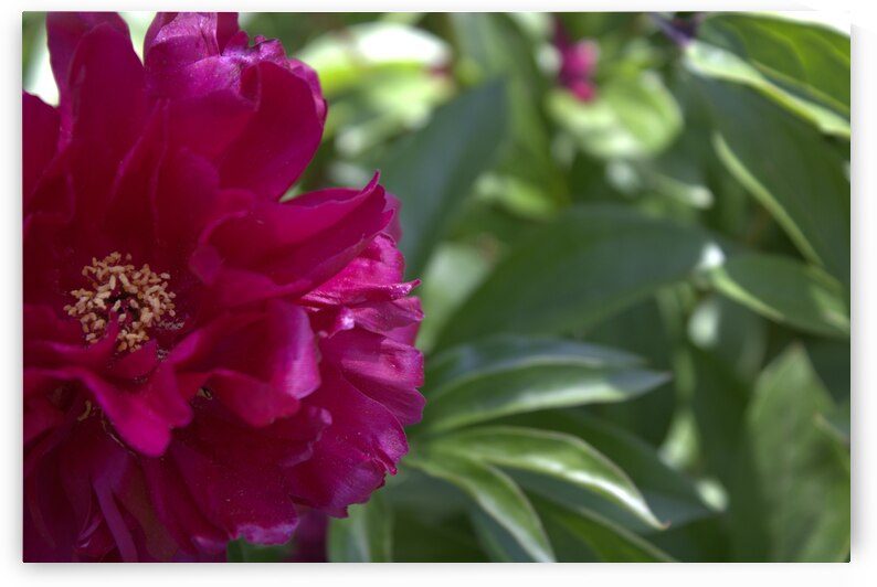 Pretty Pleasing Peony  by Nina Haman Art Photography
