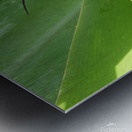 Hiding Grasshopper II Metal print