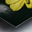 Dipping Daisy Metal print