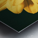 Lazy Daisy Metal print