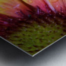 Hydrated Petals Metal print