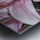 Lilies for Days Metal print